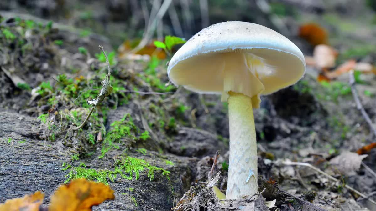 4 người chết, 3 người khác phải ghép gan sau khi ăn phải nấm độc tại Mỹ- Ảnh 2.