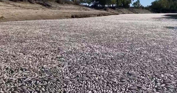 Hàng triệu con cá đột ngột chết: Đây là điềm báo gì cho nhân loại? 08db278bbf00w1080h608 1766042759342284144778 0 58 608 1031 crop 17660428194551764110270 1766051554997 1766051555357738396352 0 1 477 764 crop 17660515755761002571944jpg