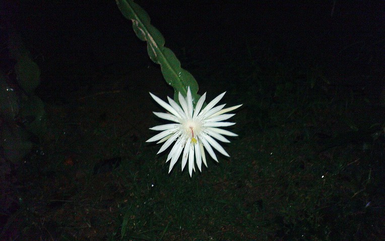 Loài hoa đắt nhất hành tinh: Đắt đến mức vô lý nhưng không thể mua trưng bày- Ảnh 1. Loài hoa đắt nhất hành tinh: Đắt đến mức vô lý nhưng không thể mua trưng bày- Ảnh 1.