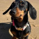 Chú chó xúc xích này đã dạy chúng ta điều gì? 1536 17671700538521027059709 1767253832955 1767253833101863972569 633 0 1883 2000 crop 1767253857677109488517jpg