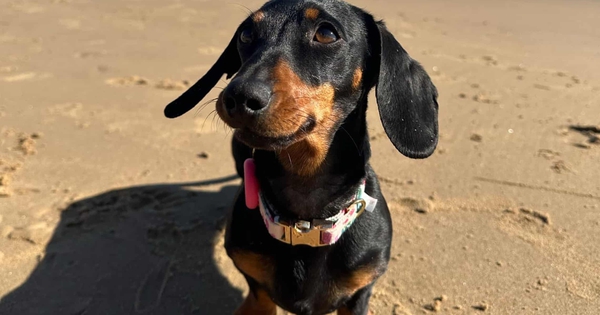 Chú chó xúc xích này đã dạy chúng ta điều gì? 1536 17671700538521027059709 1767253832955 1767253833101863972569 633 0 1883 2000 crop 1767253857677109488517jpg