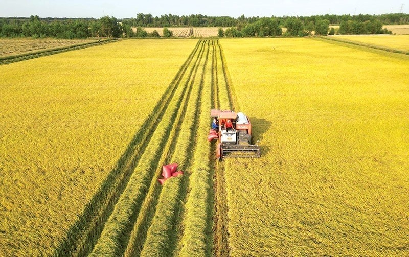 Phát minh của Trung Quốc làm rung chuyển ngành nông nghiệp: tạo giống lúa năng suất cao nhưng chi phí thấp, đã trồng gần 1 triệu ha- Ảnh 2.