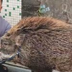 Lợn rừng lạc vào nhà thành 'cỗ máy kiếm tiền' 1765874224 653 thumbnail width740height495 anh cat 3 2 auto cropjpg