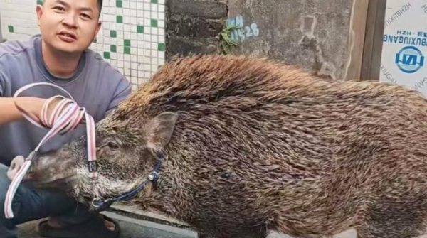 Lợn rừng lạc vào nhà thành 'cỗ máy kiếm tiền' 1765874224 653 thumbnail width740height495 anh cat 3 2 auto cropjpg