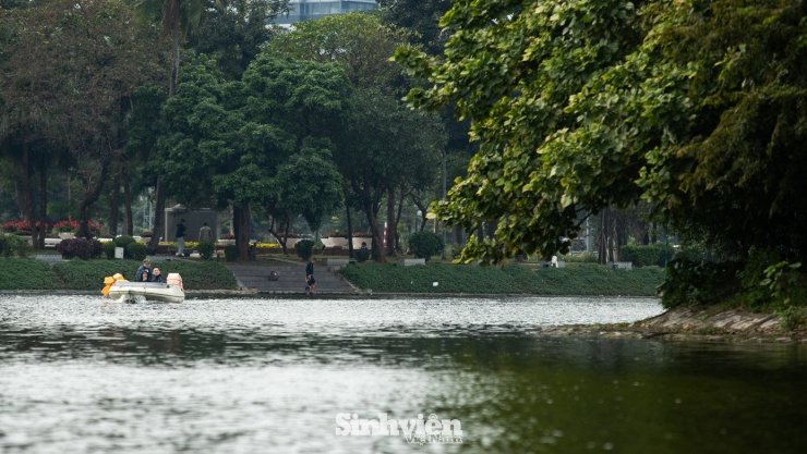 Sự thật về ‘đảo mèo’ nằm giữa hồ Bảy Mẫu, công viên Thống Nhất - 4