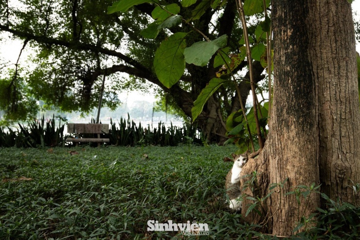 Sự thật về ‘đảo mèo’ nằm giữa hồ Bảy Mẫu, công viên Thống Nhất - 12