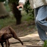 Sự thật về ‘đảo mèo’ nằm giữa hồ Bảy Mẫu, công viên Thống Nhất 1767076110 823 thumbnail width740height495 anh cat 3 2 auto cropjpg