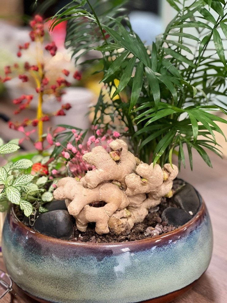 Trồng bonsai gừng là cách để người trẻ thư giãn 