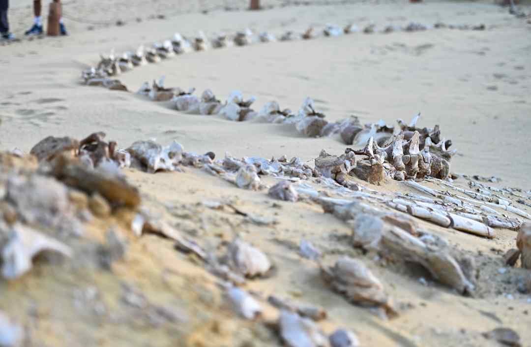 Thung lũng cá voi ở Ai Cập hé lộ hành trình tiến hóa kỳ lạ khi cá voi từng có chân và sống trên đất liền- Ảnh 1.