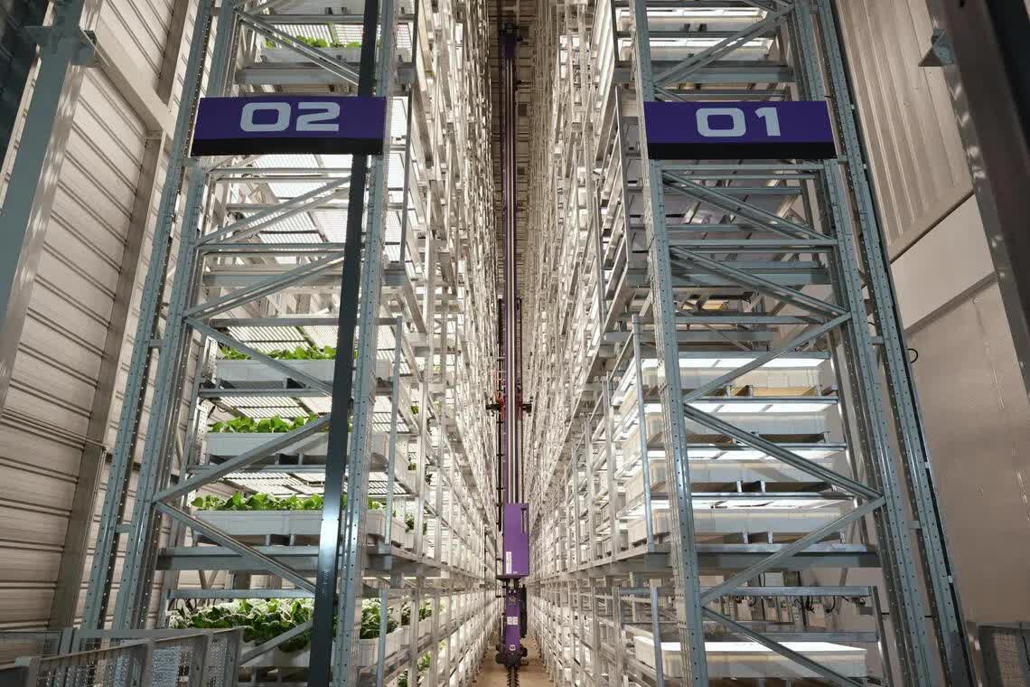 'Chung cư trồng rau' cao nhất thế giới ngay gần Việt Nam: rộng 2ha, công suất 2.000 tấn rau/năm, vận hành chỉn chu ngang nhà máy công nghệ cao- Ảnh 3.