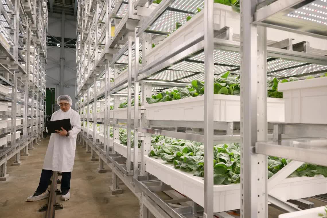 'Chung cư trồng rau' cao nhất thế giới ngay gần Việt Nam: rộng 2ha, công suất 2.000 tấn rau/năm, vận hành chỉn chu ngang nhà máy công nghệ cao- Ảnh 4.