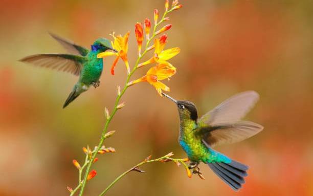 1768203976-ngay-sinh-5-60847-width612height383 Trong thần số học, số 5 đại diện cho sự chuyển động, thích nghi và tự do. Ảnh minh họa