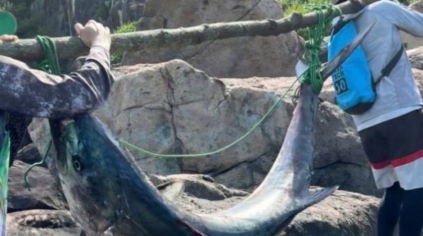 Cần thủ Đà Nẵng câu được cá 'khủng' nặng 63kg ở bán đảo Sơn Trà 1770099736 25 thumbnail width740height495 anh cat 3 2 auto cropjpg