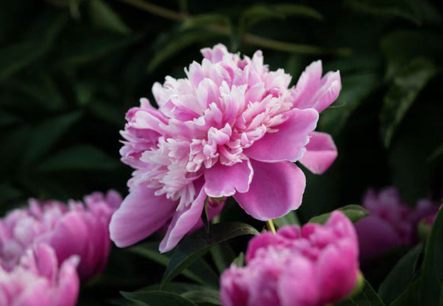 Khi bước vào giai đoạn hậu vận, điều người phụ nữ có ngày sinh Âm lịch kết thúc bằng số 0 có được không chỉ là sự ổn định về vật chất mà còn là sự thanh thản nội tâm Ảnh minh họa