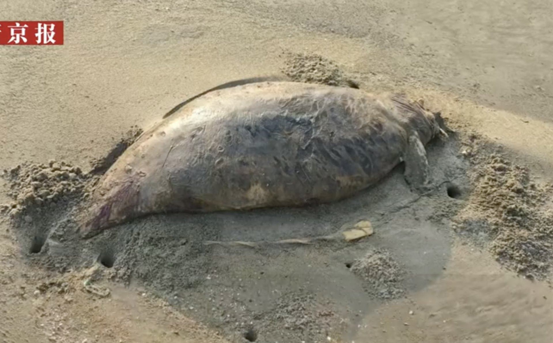 “Nàng tiên cá” đã tuyệt chủng vừa tái xuất? Phát hiện xác sinh vật bí ẩn dài 1,5 mét, phần đầu đã phân hủy- Ảnh 2.