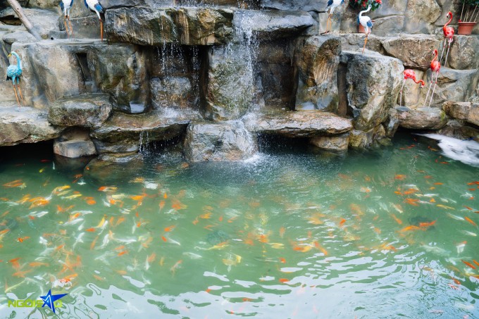 1771644796-dsc09420-9050-9186-8802-width680height453 Ao cá, vườn hoa trong biệt phủ 10.000 m2 của Phạm Phương Thảo - 7