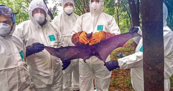 WHO xác nhận một trường hợp tử vong do virus Nipah 2 0 1376729675 nipah 18 016797745344201694484222509 1770517071214417487475 0 0 338 541 crop 1770517078096561909944jpg