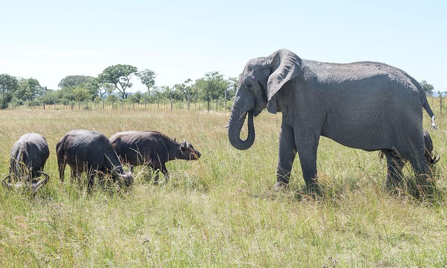 Con voi này tưởng mình là trâu, thậm chí trở thành thủ lĩnh đàn trâu và đã giết chết 14 con trâu đực đến thách đấu- Ảnh 3.