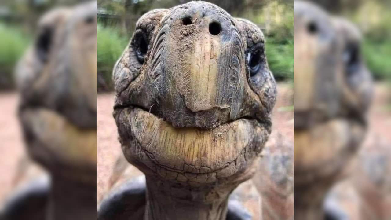 Con vật già nhất hành tinh- Ảnh 2.