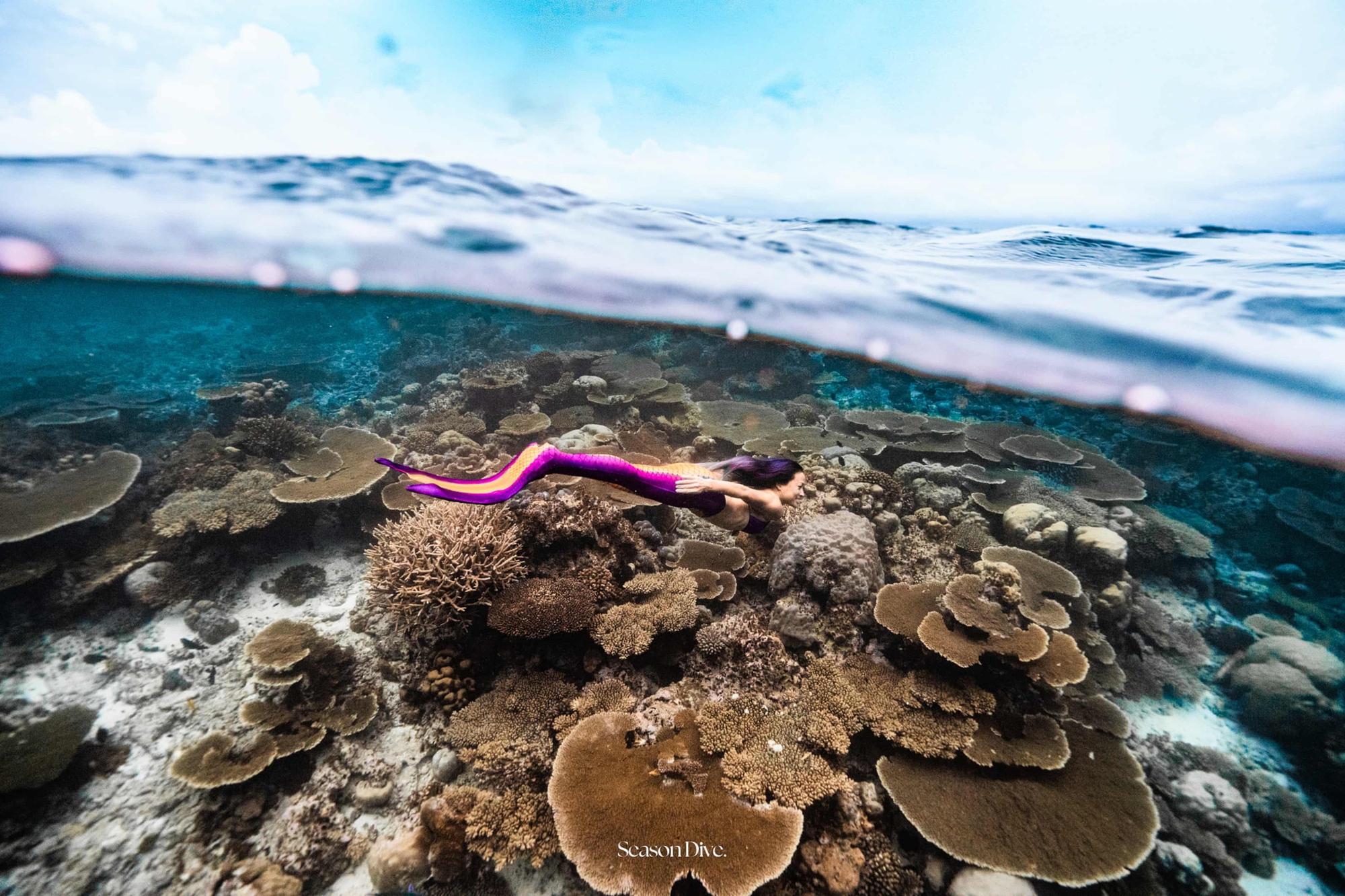 Gặp gỡ nàng tiên cá- Ảnh 1. Gặp gỡ nàng tiên cá- Ảnh 1.