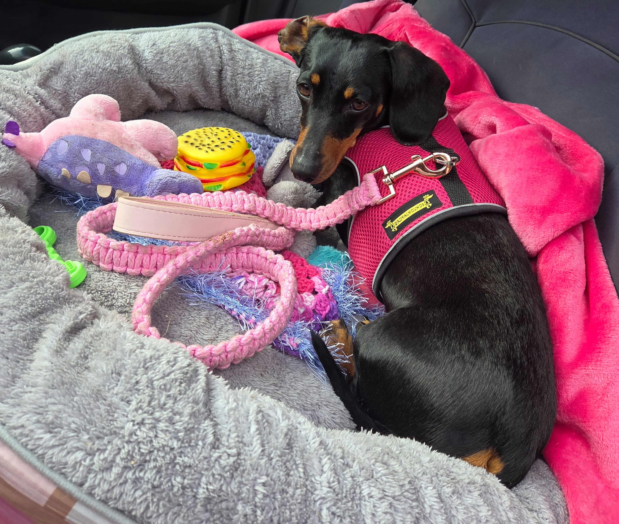 Chú chó xúc xích này đã dạy chúng ta điều gì?- Ảnh 3.