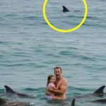 Bức ảnh sốc trên biển: Đàn cá heo vây quanh 2 cha con, khung cảnh thót tim nhưng sự thật là... 47772125480426651271290n 1767773792443197813383 55 0 729 1078 crop 17677741379752042740589 1767834948746 1767834949016977366 0 0 477 764 crop 17678349715581949928090jpeg