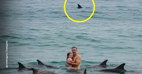 Bức ảnh sốc trên biển: Đàn cá heo vây quanh 2 cha con, khung cảnh thót tim nhưng sự thật là... 47772125480426651271290n 1767773792443197813383 55 0 729 1078 crop 17677741379752042740589 1767834948746 1767834949016977366 0 0 477 764 crop 17678349715581949928090jpeg