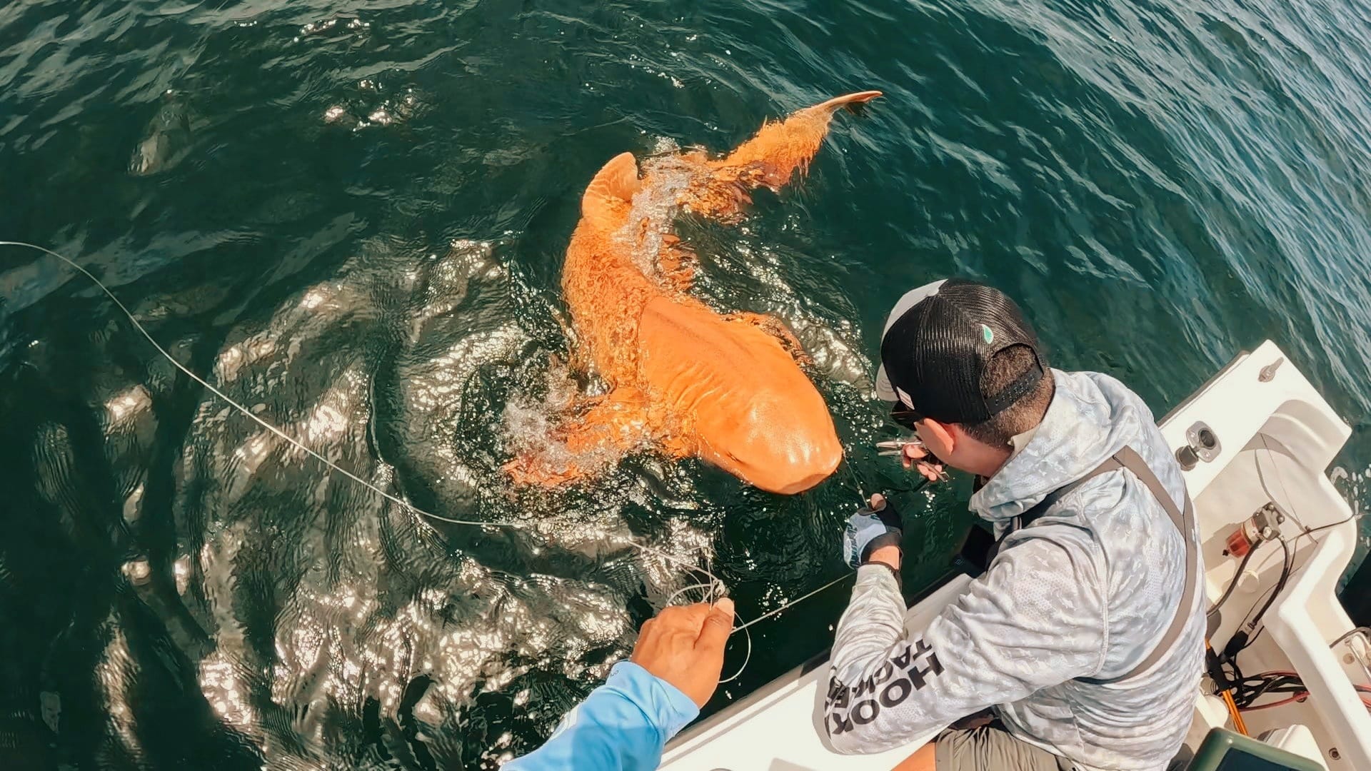 Cá mập vàng rực ngoài khơi Costa Rica khiến giới khoa học kinh ngạc về đột biến sắc tố hiếm gặp- Ảnh 4.