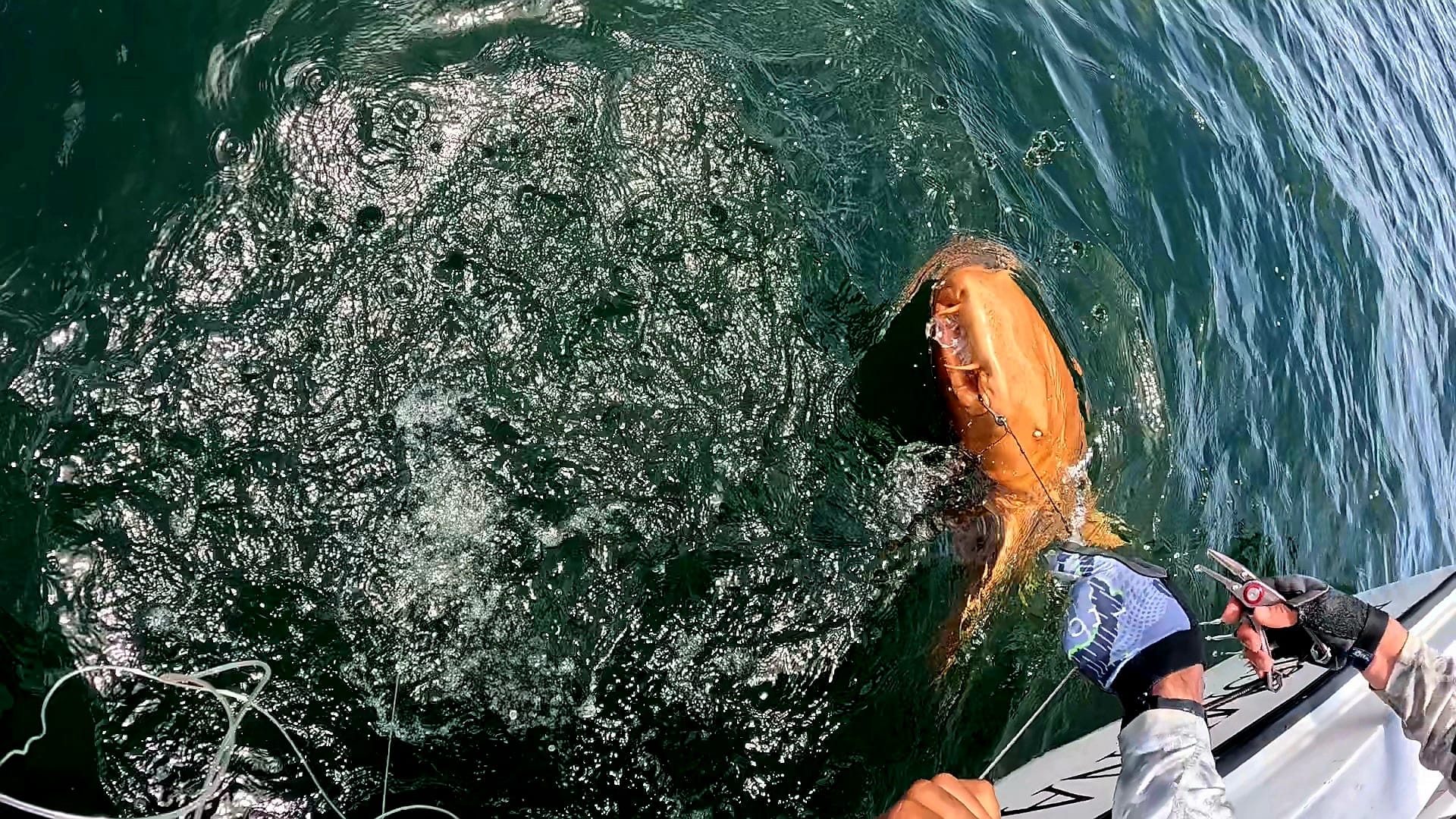 Cá mập vàng rực ngoài khơi Costa Rica khiến giới khoa học kinh ngạc về đột biến sắc tố hiếm gặp- Ảnh 1.