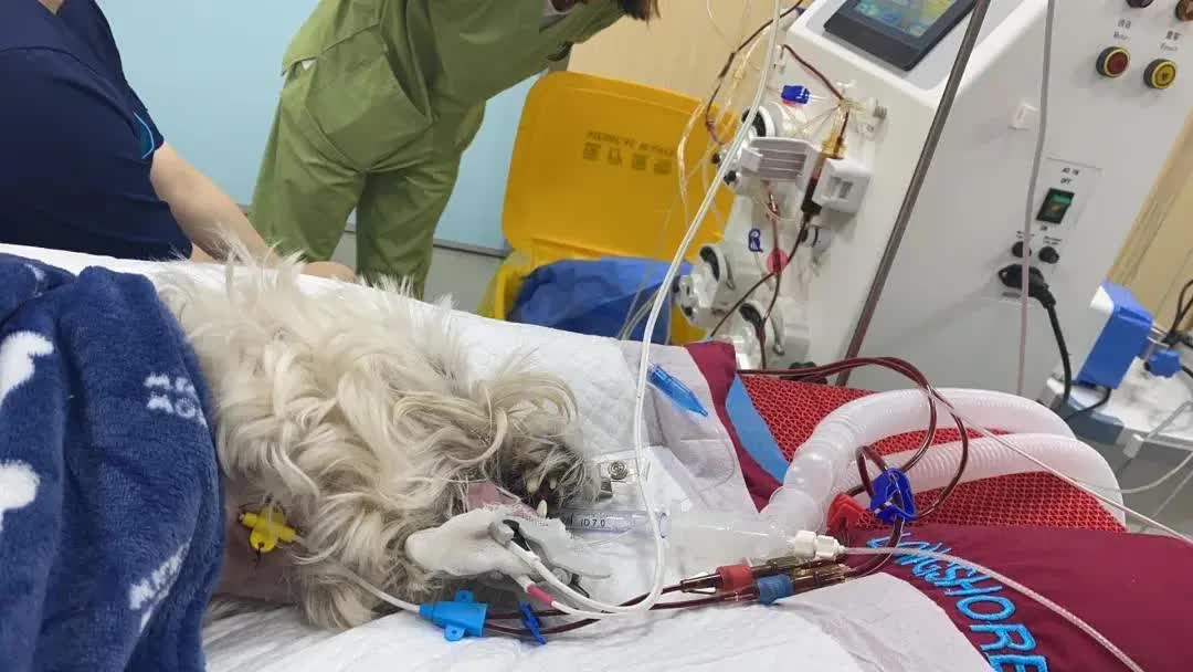 Cô gái bỏ việc, kiên trì đấu tranh 1.185 ngày đòi lại công bằng cho chó cưng bị đầu độc đến tử vong chỉ vì hàng xóm “không thích chó”- Ảnh 2.