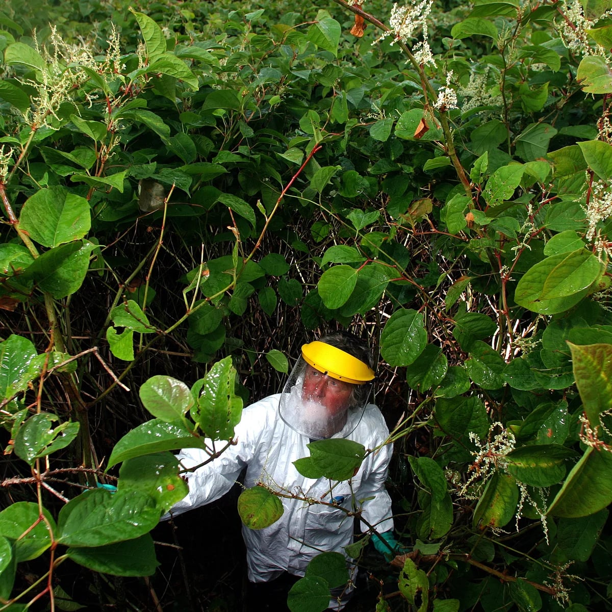 Loài cây “ác mộng” khiến Anh phải chi hơn 8.733 tỷ đồng/năm để tiêu diệt: Đâm thủng cả bê tông, cao thêm 2,5m chỉ trong 1 tháng- Ảnh 1.