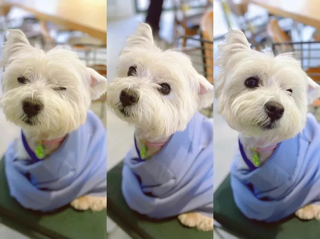 Cô gái bỏ việc, kiên trì đấu tranh 1.185 ngày đòi lại công bằng cho chó cưng bị đầu độc đến tử vong chỉ vì hàng xóm “không thích chó”- Ảnh 1.