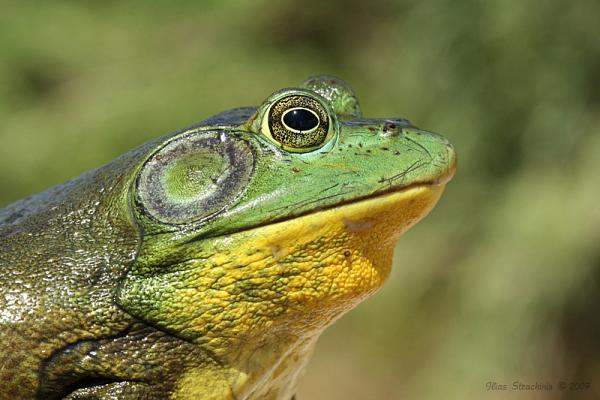 Cơn sốt 300.000 tấn ếch trâu tại Trung Quốc và ba loại