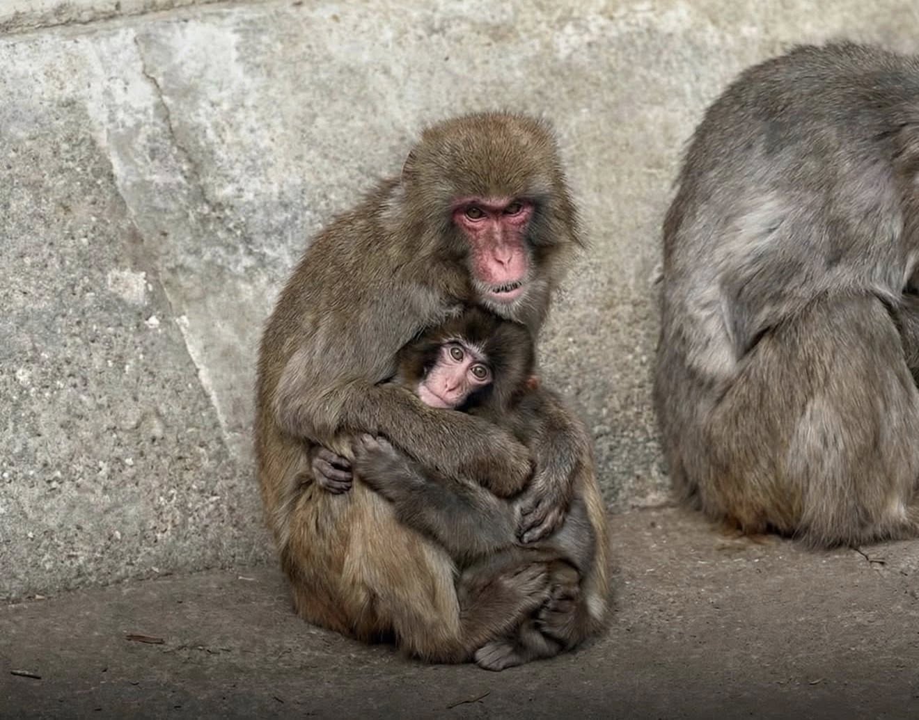 Chú khỉ Punch mà cả thế giới đang quan tâm cuối cùng đã được ôm rồi!- Ảnh 3.