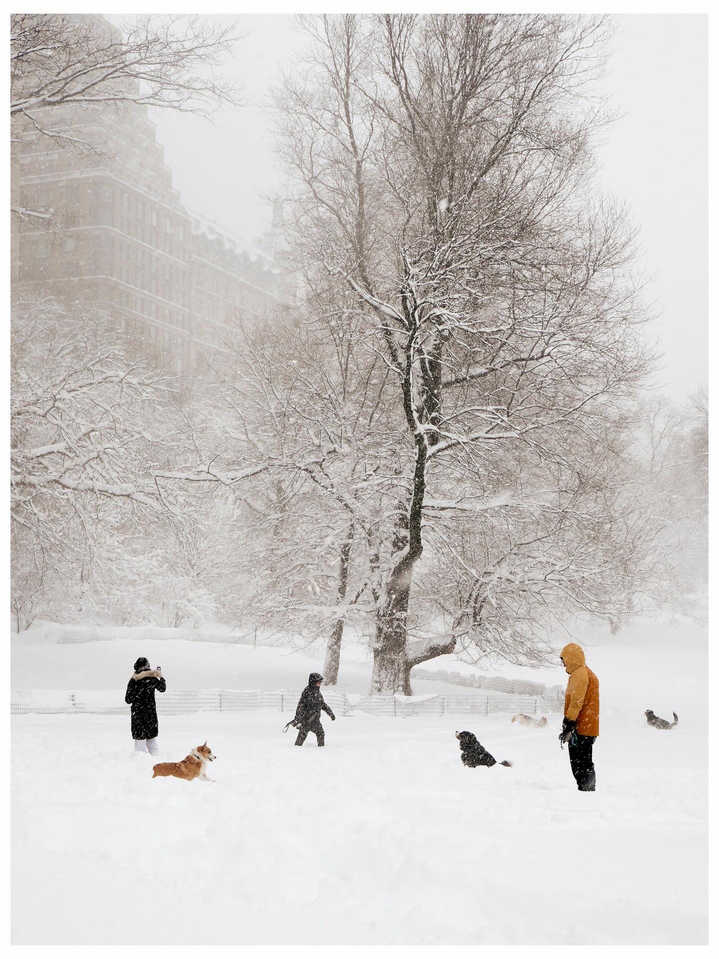 Phía sau khung cảnh New York trắng xóa như cổ tích những ngày này- Ảnh 3.