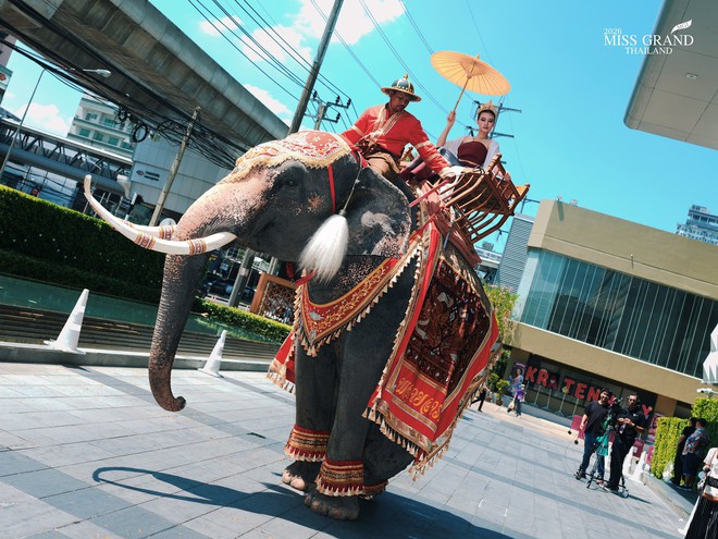 Dàn Hoa hậu tràn ra đường gây sốc: Hết cưỡi voi đến giả ăn mày, có người lố đến mức chui vào quan tài- Ảnh 5.
