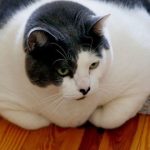 Trung Quốc cố gắng giảm cân cho mèo béo 7687921260876648727 1767687929724978603993 125 253 1122 1848 crop 1767687946131777748791 1767746942022 17677469421601232598073 0 0 477 764 crop 1767746962135106759325jpg