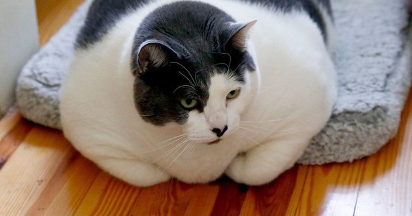 Trung Quốc cố gắng giảm cân cho mèo béo 7687921260876648727 1767687929724978603993 125 253 1122 1848 crop 1767687946131777748791 1767746942022 17677469421601232598073 0 0 477 764 crop 1767746962135106759325jpg