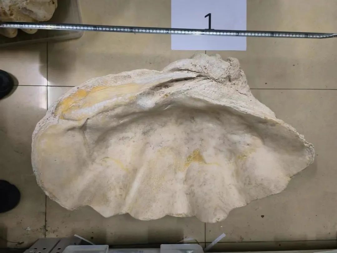 Chi hơn 969 triệu đồng mua 3 vỏ trai khổng lồ về nhà trưng, 3 năm sau người đàn ông bị cảnh sát bắt giữ- Ảnh 1.