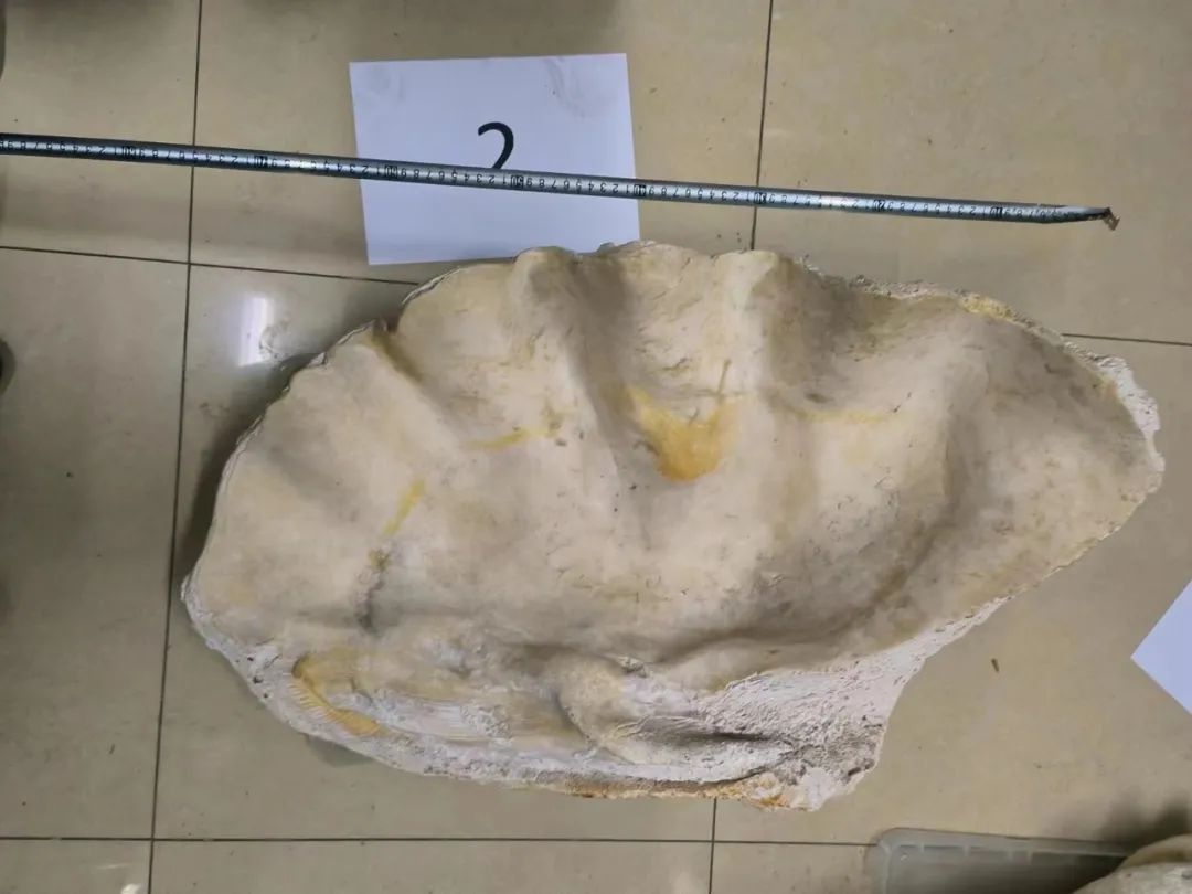 Chi hơn 969 triệu đồng mua 3 vỏ trai khổng lồ về nhà trưng, 3 năm sau người đàn ông bị cảnh sát bắt giữ- Ảnh 2.