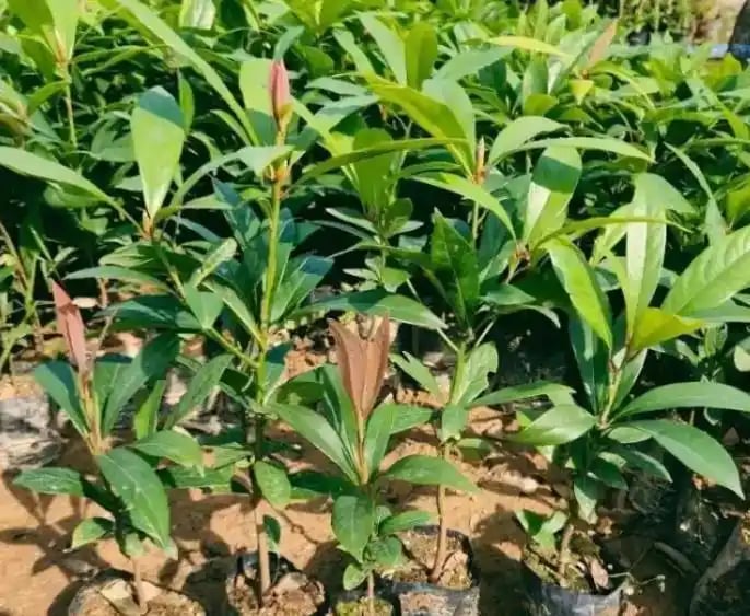 Vì sao cây gỗ Kim Tơ Nam Mộc có thể được bán với giá hơn 934 tỷ đồng/cây nhưng không ai dám trồng?- Ảnh 2.