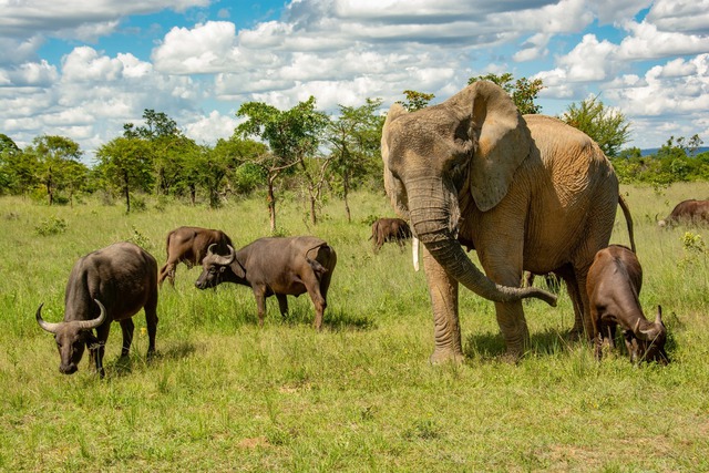Con voi này tưởng mình là trâu, thậm chí trở thành thủ lĩnh đàn trâu và đã giết chết 14 con trâu đực đến thách đấu- Ảnh 4.