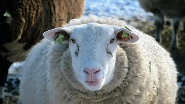 Giải mã bí ẩn đàn cừu đi vòng tròn liên tục hơn mười ngày không nghỉ- Ảnh 2.