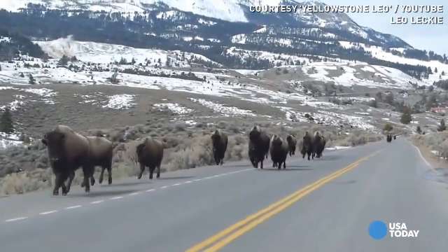 Hàng ngàn sinh vật khổng lồ tràn qua rừng lúc nửa đêm, cảnh tượng khiến mọi người sợ hãi rồi chết lặng- Ảnh 2.