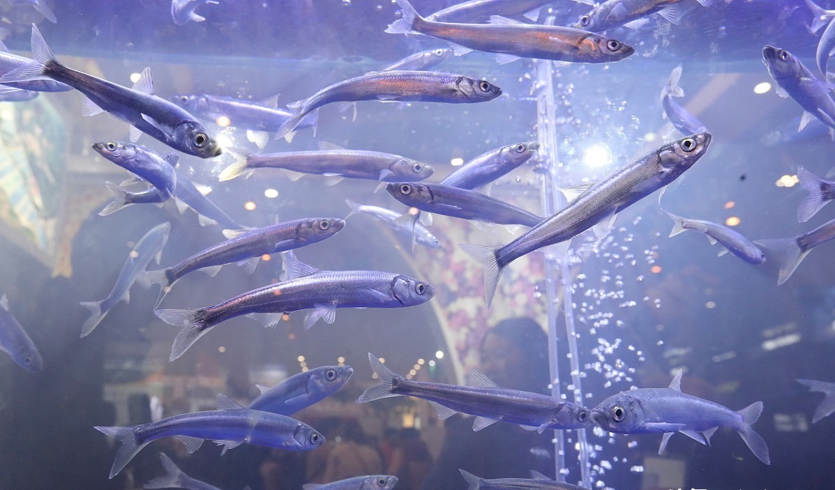 Bí ẩn về loài cá đã biến mất 21 năm nhưng lại được tìm thấy trong ao nước hôi thối sâu 40cm, tất cả là nhờ con người bỏ mặc?- Ảnh 4.