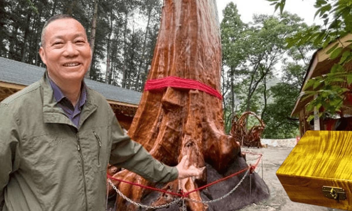 Vì sao cây gỗ Kim Tơ Nam Mộc có thể được bán với giá hơn 934 tỷ đồng/cây nhưng không ai dám trồng?- Ảnh 1.