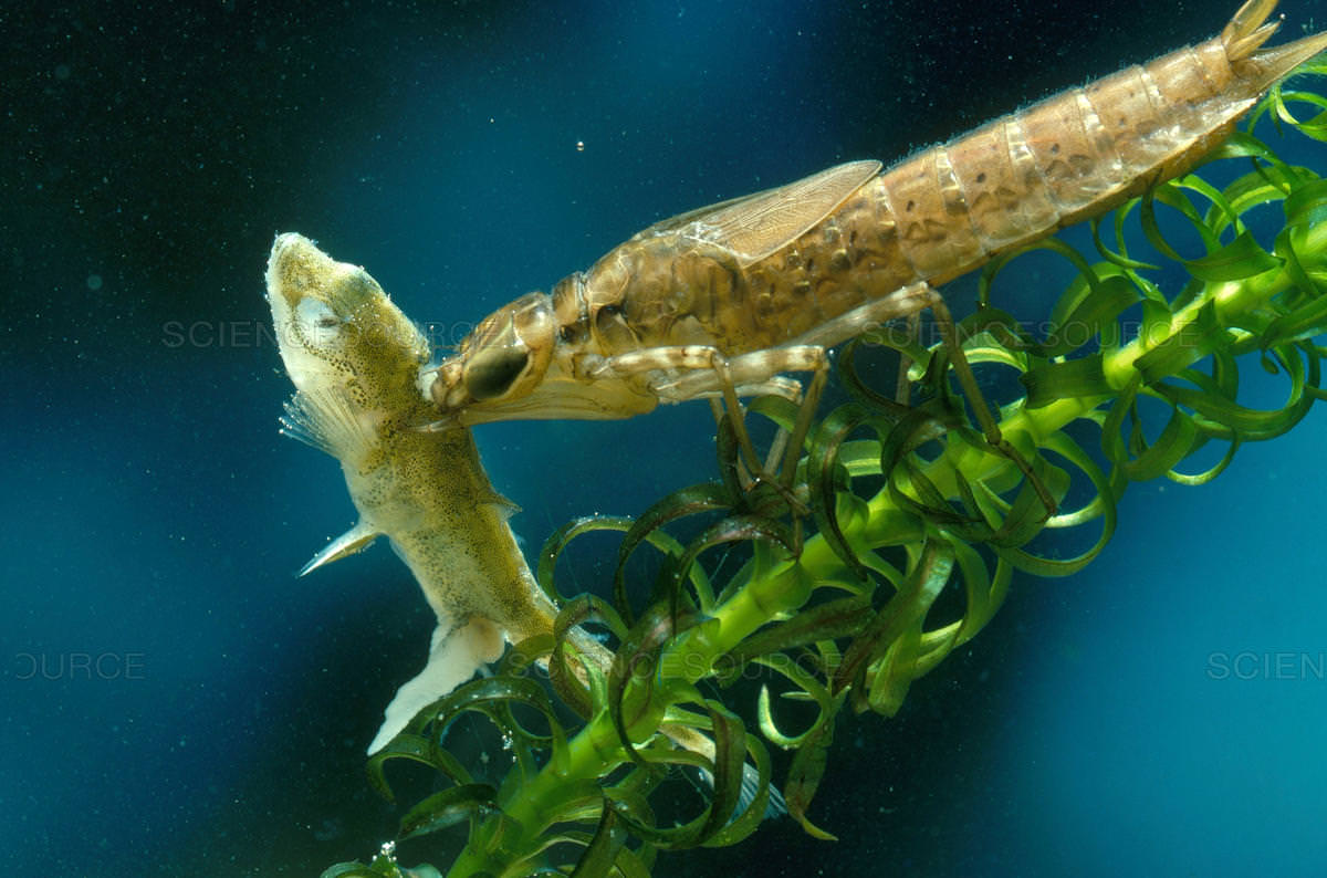 Một sinh vật lạ trông giống châu chấu đã xuất hiện trong bể cá và bơi cực nhanh, cư dân mạng cảnh báo nếu không bắt nhanh nó sẽ ăn hết cá- Ảnh 3.