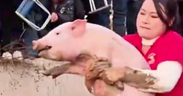 Cô gái nổi tiếng nhờ tài bắt lợn adt1767081685 74efd37bcfa88814cb65e88c 6520 1382 0 anh cat 3 2 auto cropjpg 1