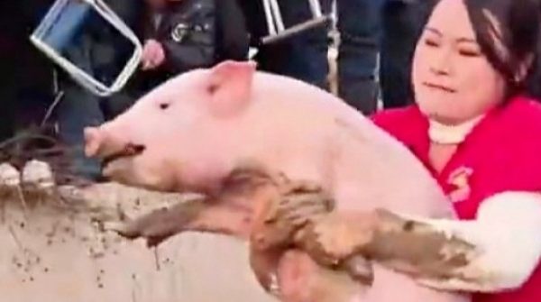 Cô gái nổi tiếng nhờ tài bắt lợn adt1767081685 74efd37bcfa88814cb65e88c 6520 1382 0 anh cat 3 2 auto cropjpg
