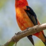 Bí mật số cuối ngày sinh Âm lịch: 4 con số được cho là hút tài lộc mạnh nhất adt1767434667 am lich 8 60591 0 66 607 1037 crop 7 anh cat 3 2 auto cropjpg